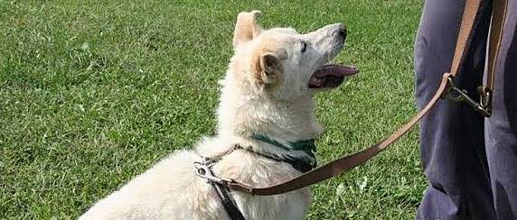 IL PATENTINO PER PROPRIETARI DI CANI