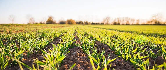 Progetto Agri Sociale "SOS Coros" – Riapertura iscrizioni per l'assegnazione di n. 6 borse lavoro
