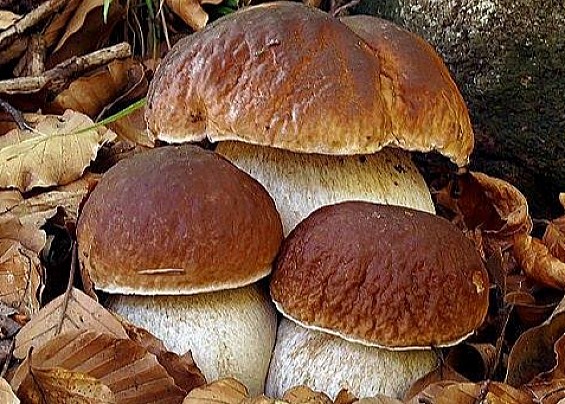 Autorizzazioni alla raccolta dei funghi epigei spontanei (art 8 lr 16/99)