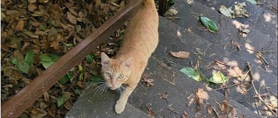 Avviso ricerca gatto smarrito