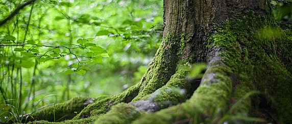 image_thumb