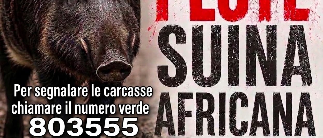 Immagine principale