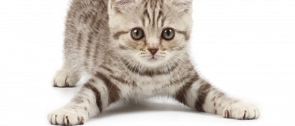 Lettiere dei gatti