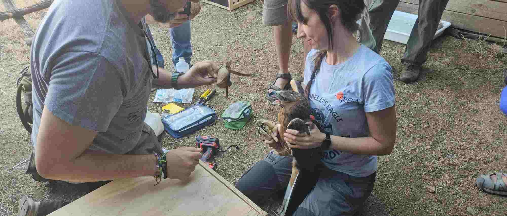 Reintroduzione aquila di Bonelli. Sette esemplari arrivati ieri dalla Spagna nel Parco di Tepilora a Bitti. Due liberati subito, gli altri tra alcune settimane