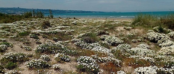 Un anno straordinario al Giardino Botanico Mediterraneo e Biotopo Costiero di San Salvo