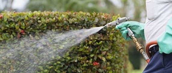 Servizio di disinfestazione aree verdi