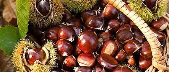 Castanea del Misma