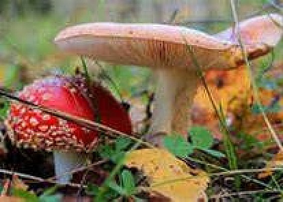 CAMPAGNA INFORMATIVA 2006 PREVENZIONE INTOSSICAZIONI DA FUNGHI