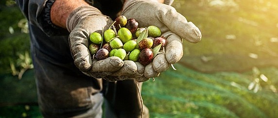Concessione temporanea gratuita di piante d'olivo