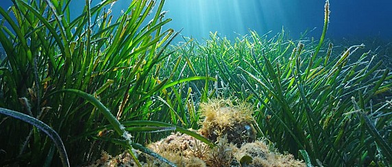 Giornata di educazione ambientale Puliamo il mondo edizione 2026 e campagna di sensibilizzazione sulla Posidonia oceanica “Alga a chi?”