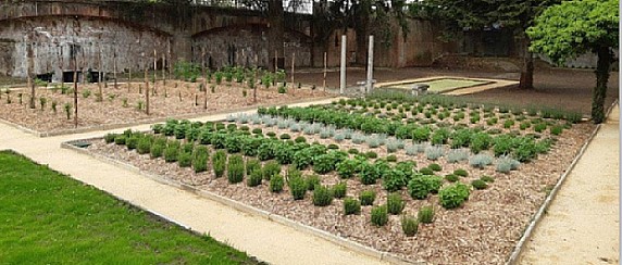 Raccolta delle piantine aromatiche