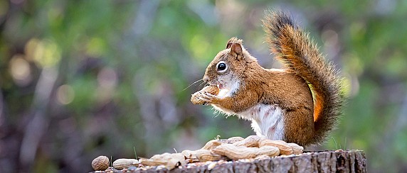 Le storie di scoiattolo