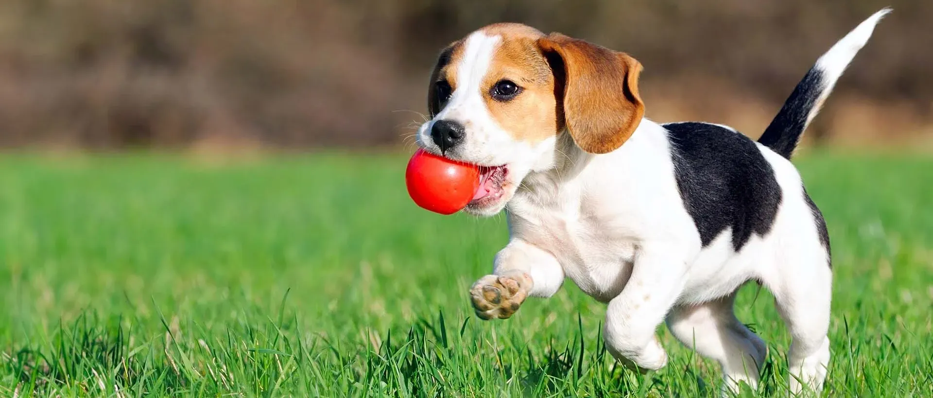 Adozione cani randagi