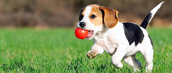 Adozione cani randagi