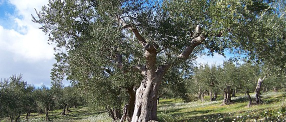 AVVISO PER CONCESSIONE TEMPORANEA GRATUITA DI PIANTE D’OLIVO DI PROPRIETA’ COMUNALE FINALIZZATA ESCLUSIVAMENTE ALLA RACCOLTA DELLE OLIVE NELLA STAGIONE 2026