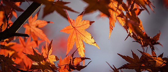 Festa mariana d'autunno