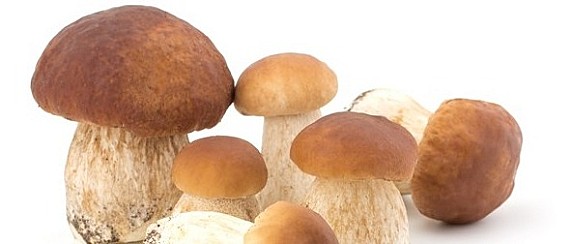 PREVENZIONE PER RACCOLTA FUNGHI
