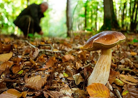 Sicuri a cercar funghi