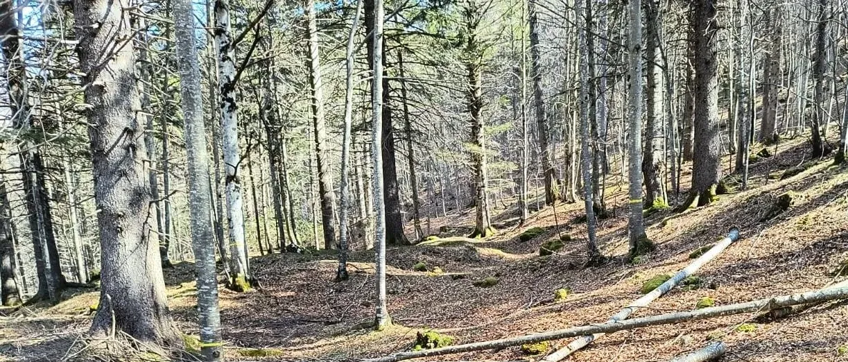 Immagine principale