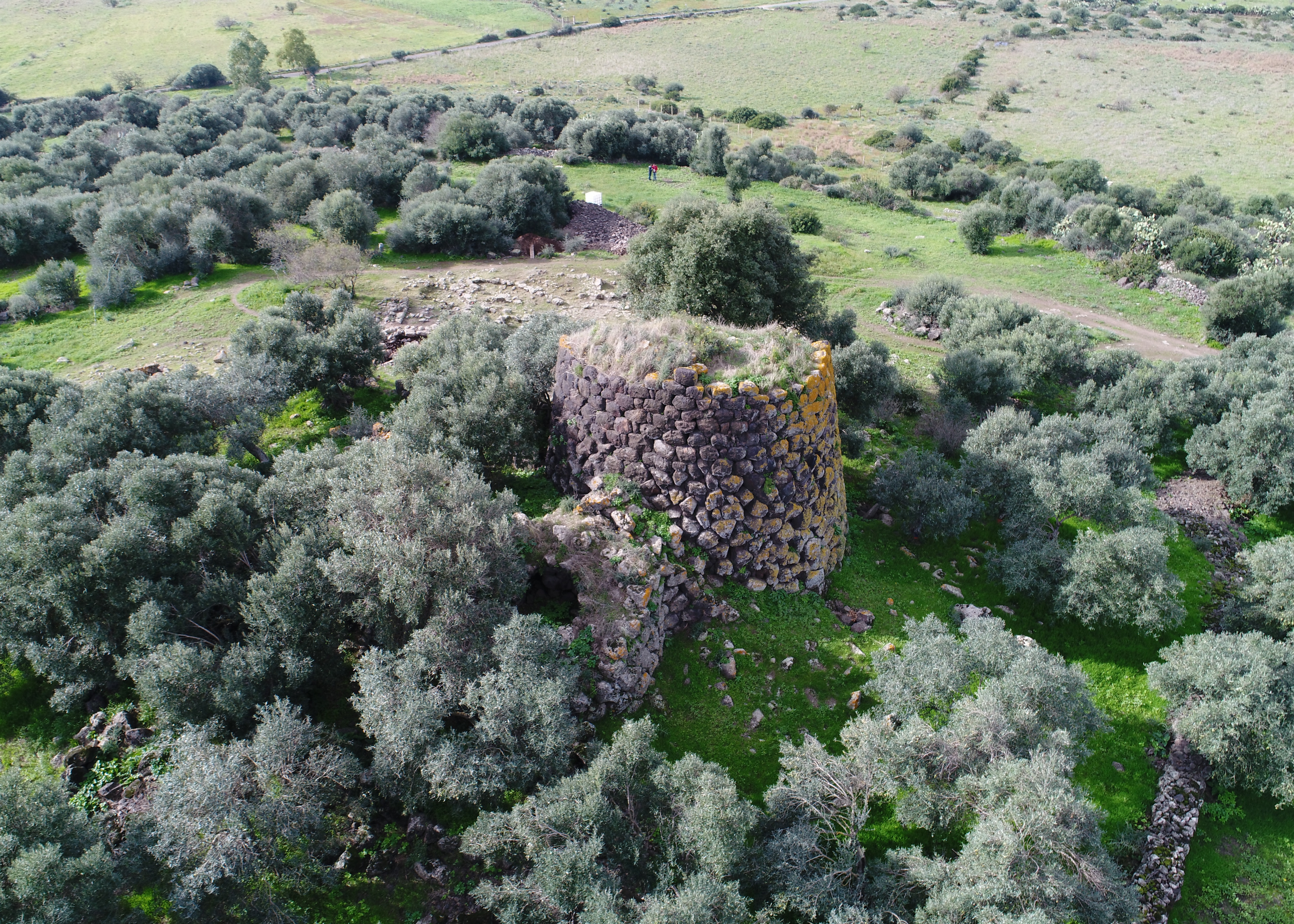 BANDO PER LA CONCESSIONE DELLA RACCOLTA DELLE OLIVE NELL’AREA COMUNALE DI SANTA BARBARA, PARCO ZINNURI E CENTRO ABITATO