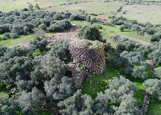 BANDO PER LA CONCESSIONE DELLA RACCOLTA DELLE OLIVE NELL’AREA COMUNALE DI SANTA BARBARA, PARCO ZINNURI E CENTRO ABITATO