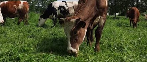 Bando SRD02 "Intervento SRD02 – Azione D - Investimenti produttivi agricoli per il benessere animale" II° pubblicazione