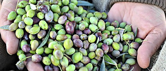 AVVISO - RICHIESTA CONCESSIONE PER LA RACCOLTA DELLE OLIVE DAGLI ALBERI DIMORANTI SU AREE COMUNALI