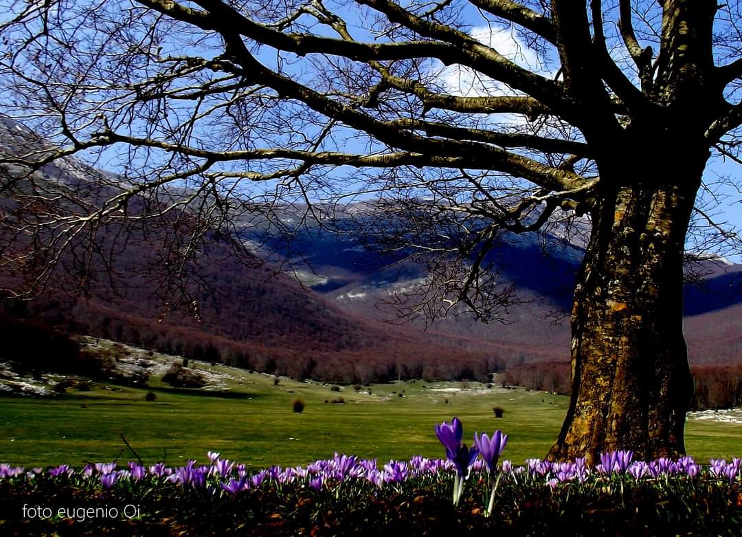 Fioritura di crocus a Prati di Campoli
