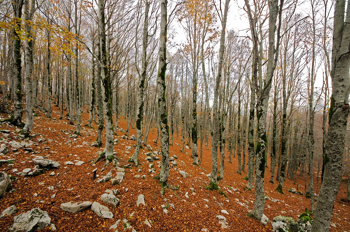 Il fascino del bosco in autunno