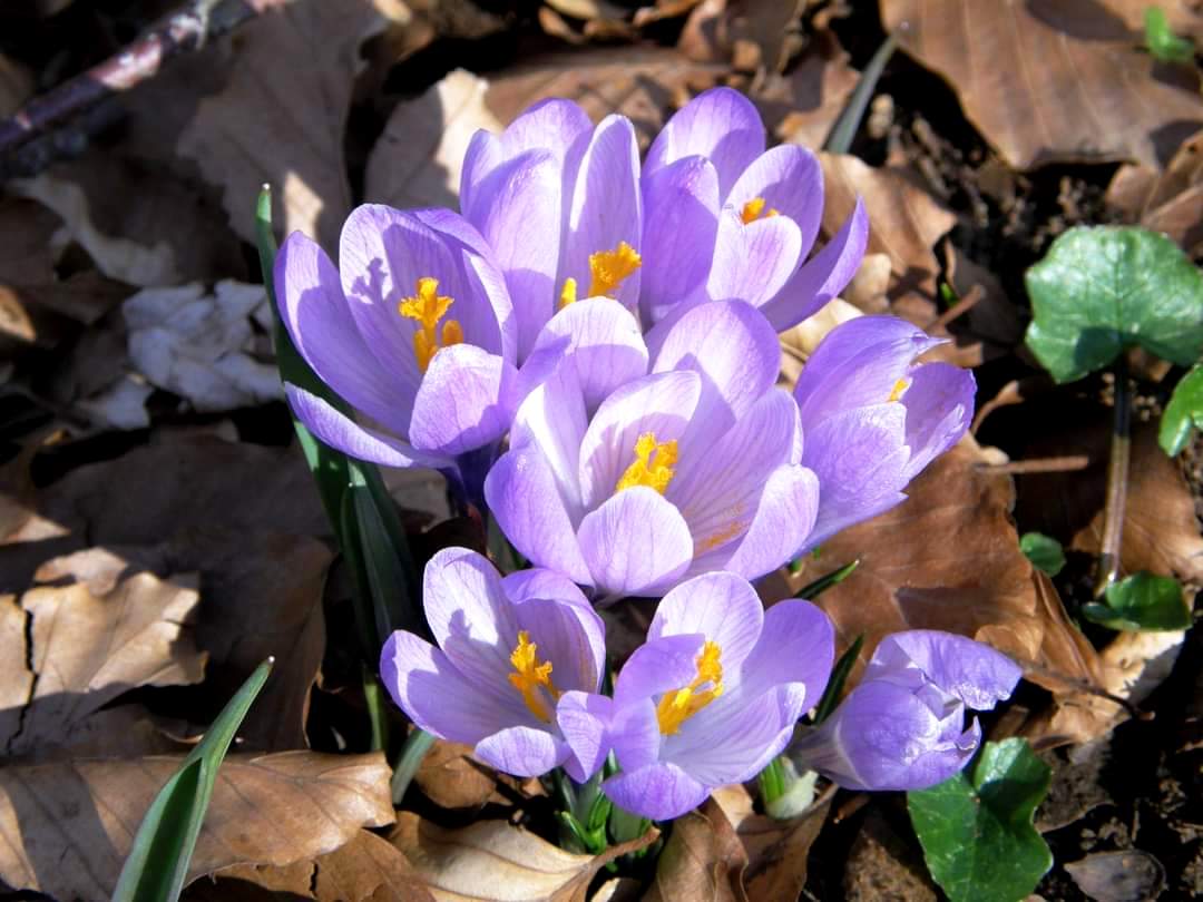 I crocus con i loro delicati colori