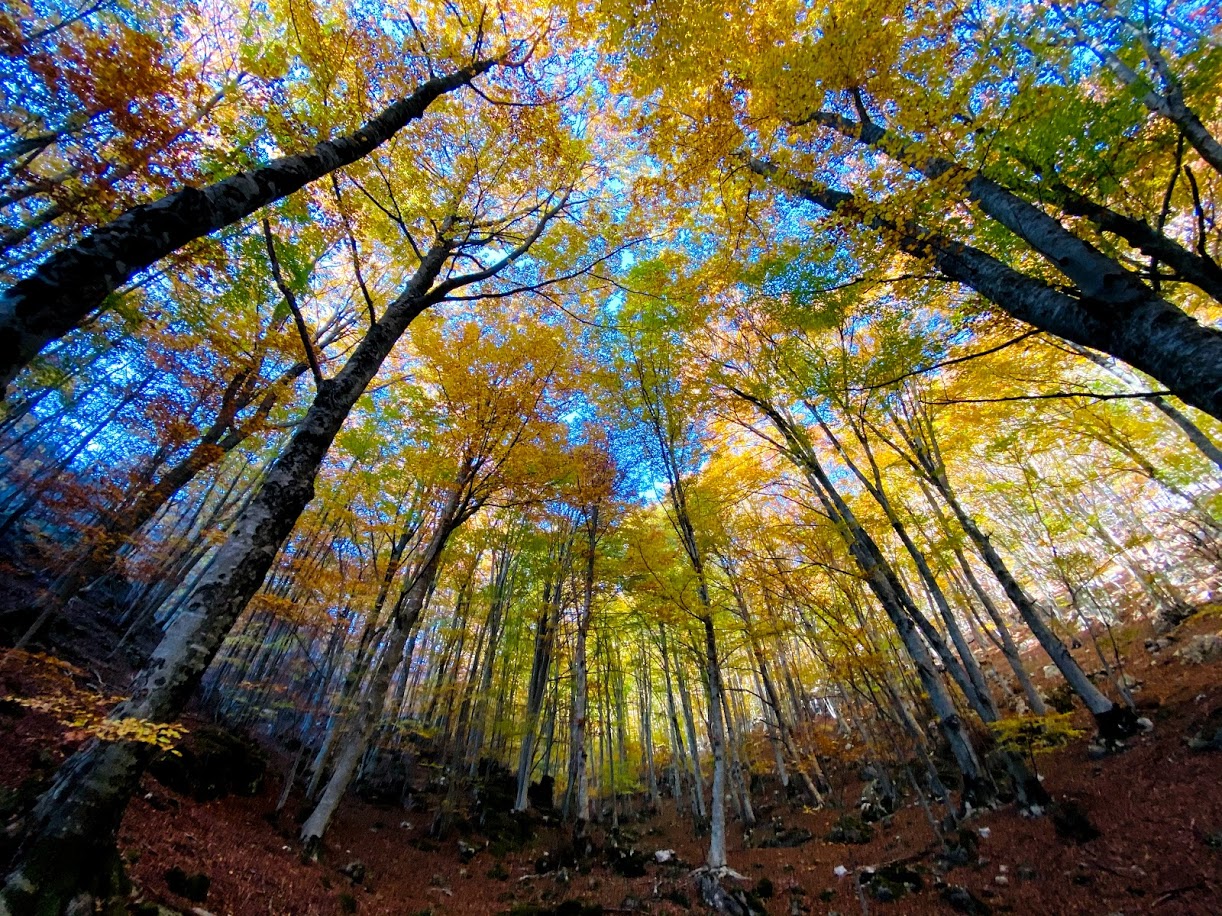 Nel bosco della faggeta